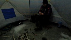 Бешеный клёв наваги. Рыбалка с ночёвкой. МАИХА