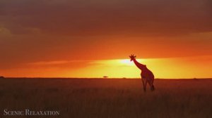 4К Дикая природа всего мира World | Видео о природе и животных с релаксом и спокойной музыкой 2026