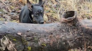 Ближний лесок, ароматная коряга и возвращение Ютуба