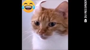 Смешные коты.