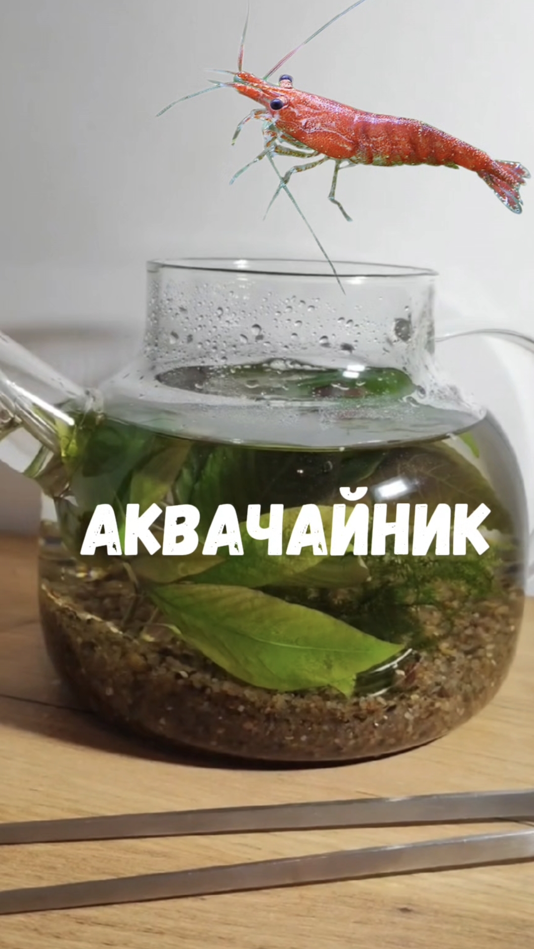 Креветочник #аквариум #аквариумистика #наноаквариум #неокаридина #вишневаякреветка смотреть онлайн