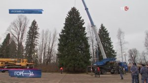 В Рузском округе спилили главную новогоднюю елку страны