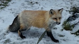 прогулка с лисой