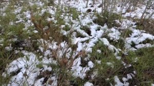 Снимаю фотоловушки. Погода -весна.