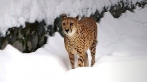 Гепарды Кода и Эстер носятся по заснеженному вольеру наперегонки, поглядывая на соседа Кови.