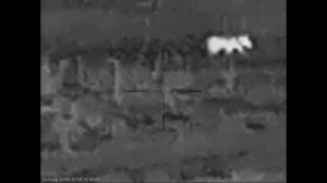 Пять результативных вечеров охоты на шакала от Александра в Ростовских степях.