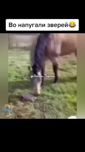 Хорошее настроение с Веселыми Лапками :)