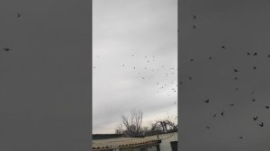 VID_20251208_120204.mp4