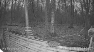 LIVE: На лесной опушке. Природа онлайн