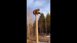 смешные видео😂🤣😂🤣.mp4