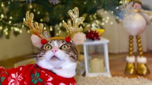 Каролина готовится к Новому году