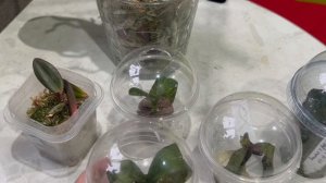 Обработка орхидей Превикуром. Тепличка для слабых орхидей