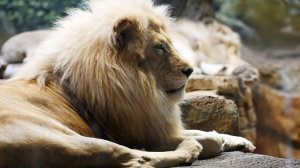 Ад за кадром: как заводчики делают деньги на мучениях диких животных