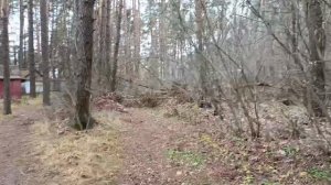 #лес наше богатство