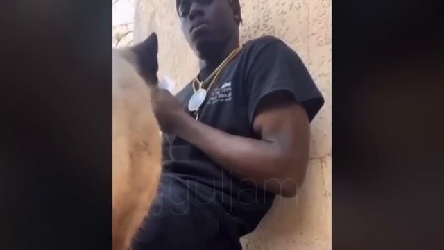 Смешные животные 😺