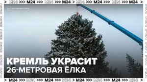 Елку для Соборной площади Кремля спилили в Подмосковье - Москва 24