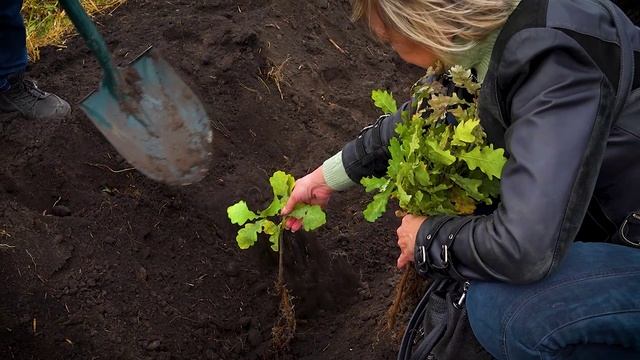 Всероссийская акция памяти Зеленая Дубрава. Каширина Ольга Геннадьевна (заведующая отделом туризма).
