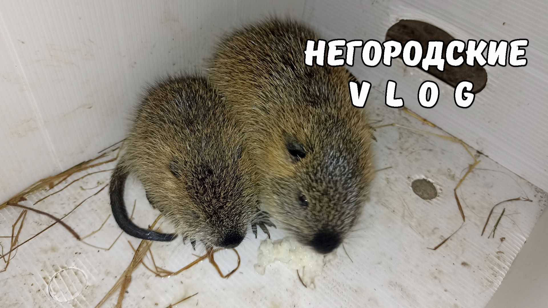 У НУТРИИ мастит. Подкармливаем малышей хлебом с молоком. 02.12.25