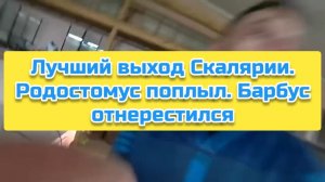 Лучший выход Скалярии. Родостомус поплыл. Барбус отнерестился