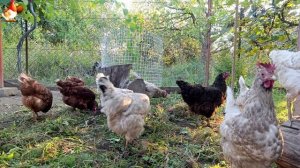 Любовь птицевода к Курочкам 🐥🐔🥚 Нежное видео 🐓 Версия (79)