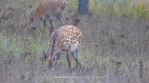 ПЯТНИСТЫЕ ОЛЕНИ осенью в парке Оленьем.