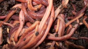 О выращивании червей в домашних условиях