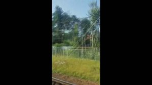 Как убить дерево обрезкой - топпинг