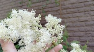 Астильбоидес - цветение в сравнении с астильбой. Гаш сад 2025