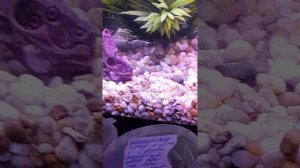 бумажные собаки⚡