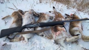 Охота на зайца 2025.Столько много я не поднимал с лежки зайцев!!!