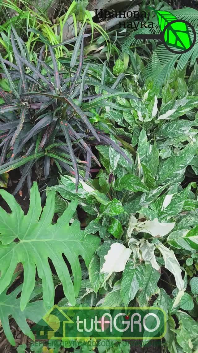 Листья желтеют, вянут, покрываются пятнами? Руки прочь от удобрений! Скорая помощь для растений.