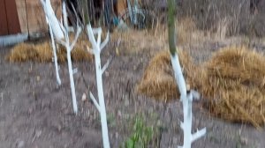 Победила деревья, не все пока. Рука опять воспалилась, Работаю в ортезе. Курочек выпустила, на улицу