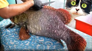 ЧТО СЛУЧИЛОСЬ С РЫБКАМИ С ALIEXPRESS?