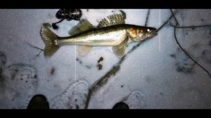 Москва-река. Спиннинг