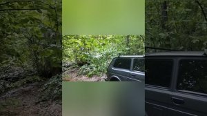 Как нужно проводить выходные. В лесу с друзьями и нивами.