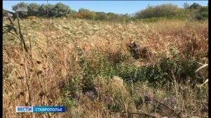 На Ставрополье спасли заблудившегося грибника