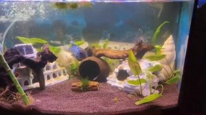 Знакомство наннакары блю неон, черноволосая цихлазома, платиновый попугай 09/12/25 #аквариум_цихлиды