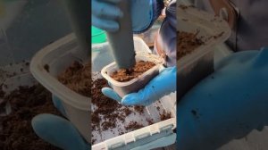 ПОСЕВ ЭУСТОМЫ В ЗЕМЛЮ БЕЗ ТАБЛЕТОК