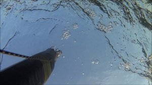 Встреча с бобром на подводной охоте.