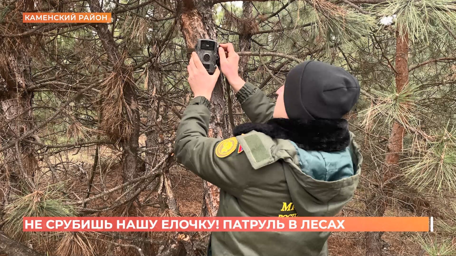 На Дону для сохранности хвойных лесов перед Новым годом усилено патрулирование