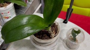 Продолжаю спасать орхидеи от клеща