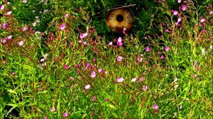 Много травы выросло в прошедшем сезоне... ( Лето 2025 года )