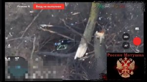 🔴Хохол выползает на запах прикормки🙂🔴