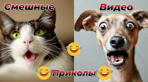Смешные видео приколы|Коты и собаки|Юмор и Приколы.