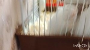 хомяки занимаются хомячьими делами 🐹 Лиля с хомяками 🐹🐹