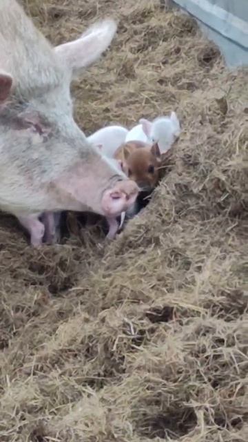 Царствие свиней смотреть онлайн