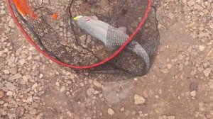 video5314364005450546353