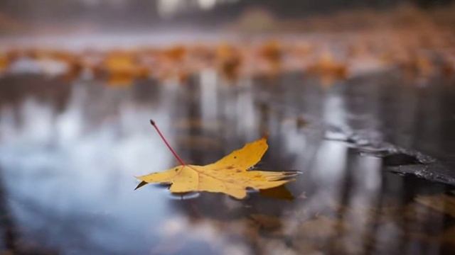 Sora 2. Желтый лист смотреть онлайн