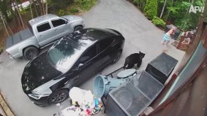 NEW! America′s Funniest Home Videos. 2025 TikTok Rewind 🔥 Most Viral Funny Videos of the Year