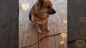 1000041963.mp4 (Собака смотрит на монтаж электропроводки (отверстие под м/коробку) в доме А-фрейм)